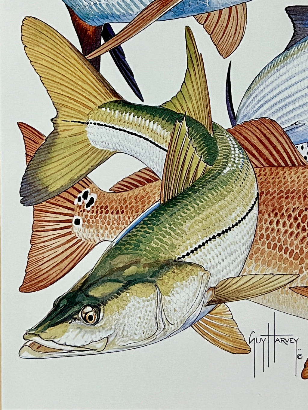 Guy Harvey Signed Art Print "Inshore Collage" 2011, Framed 13" x 16"