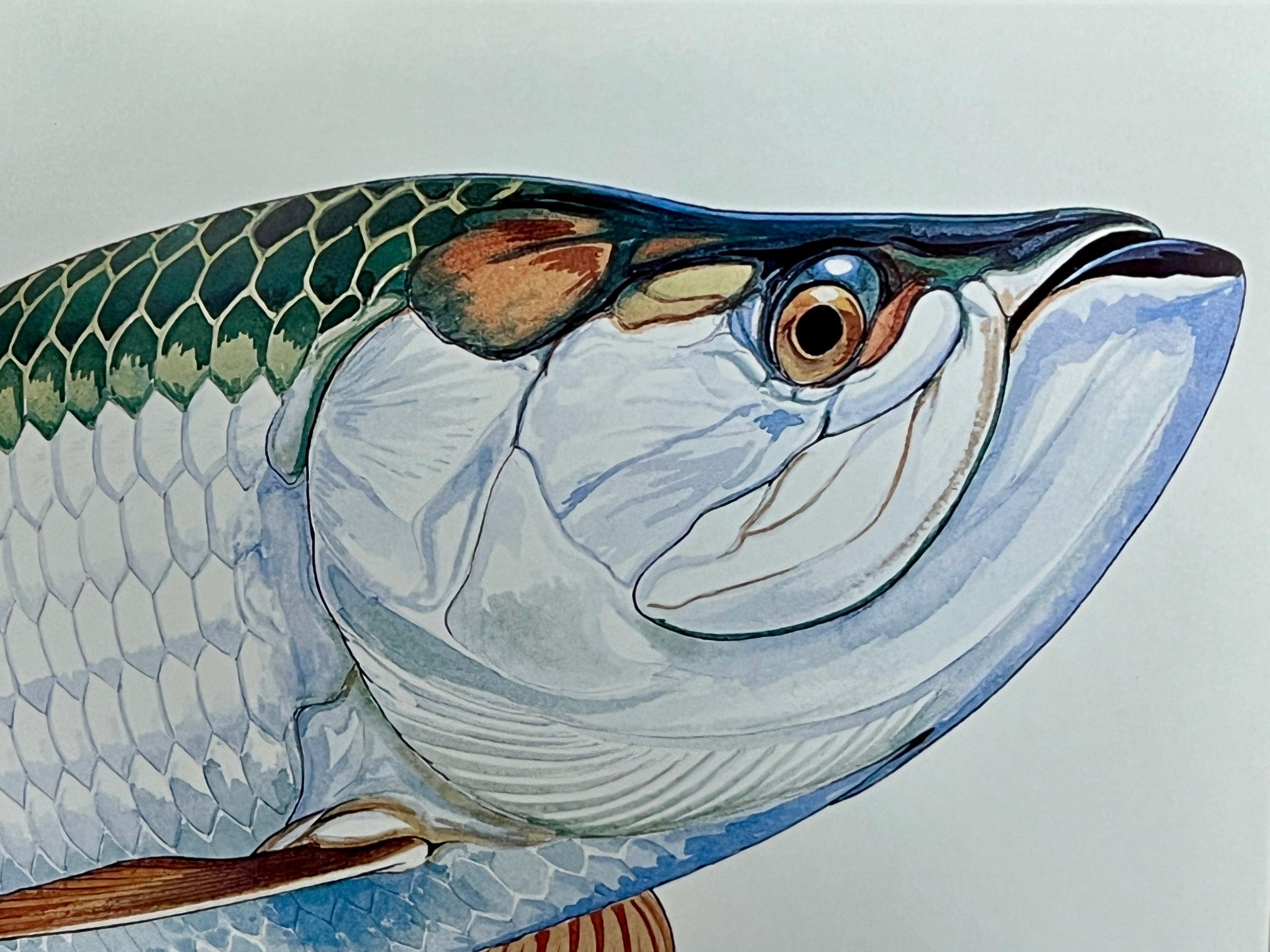 Guy Harvey Signed Art Print "Inshore Collage" 2011, Framed 13" x 16"