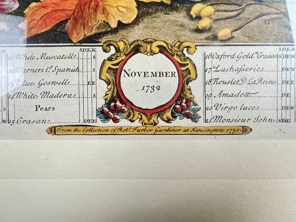 Vintage "November" Lithograph of 1700s Robert Furber "12 Months of Fruits"