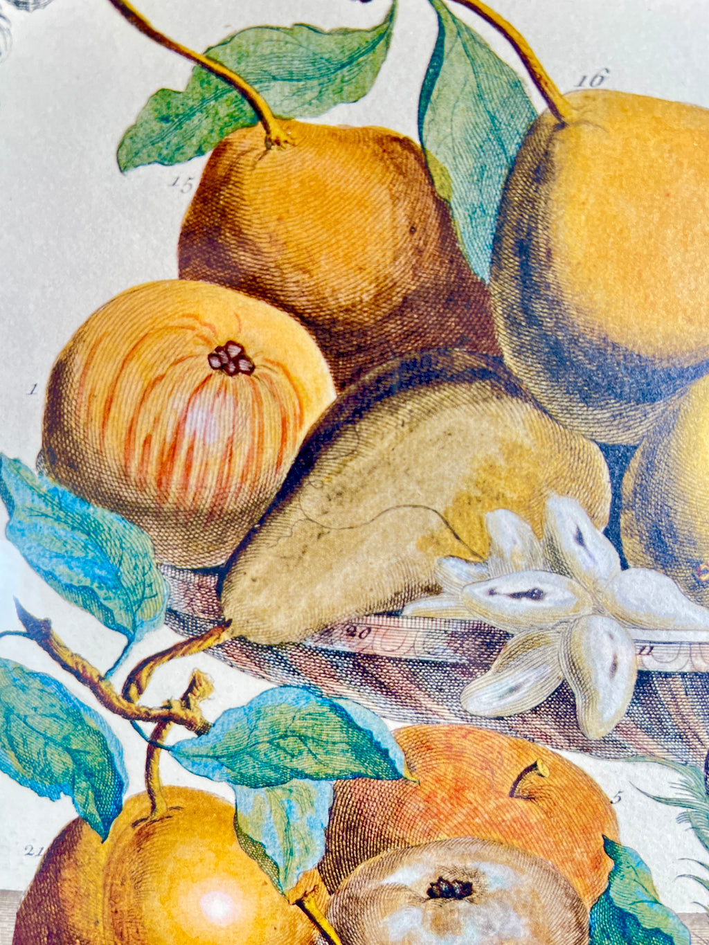 Vintage "November" Lithograph of 1700s Robert Furber "12 Months of Fruits"