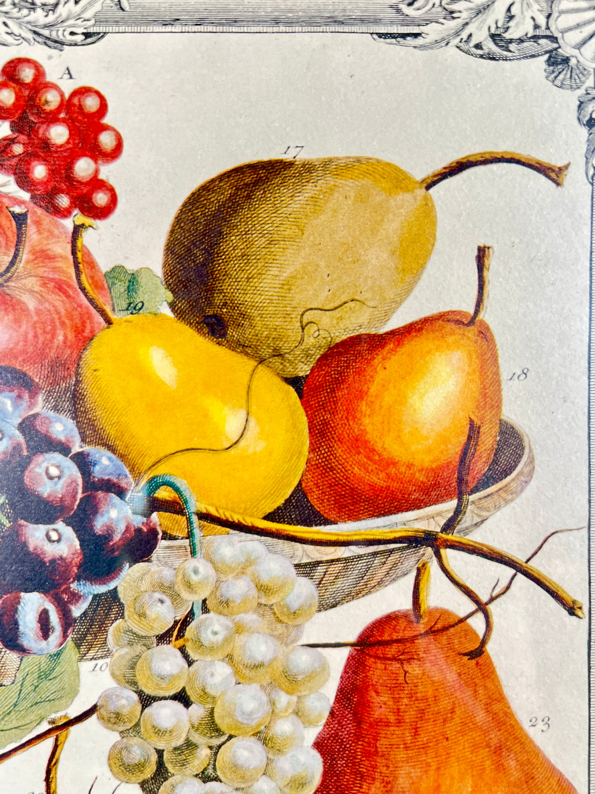Vintage "November" Lithograph of 1700s Robert Furber "12 Months of Fruits"
