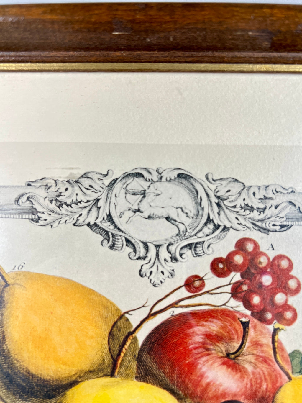 Vintage "November" Lithograph of 1700s Robert Furber "12 Months of Fruits"